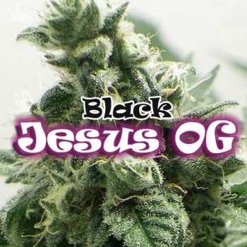 Dr. Underground Black Jesus...