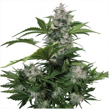 Buddha Seeds White Dwarf Auto Feminizada