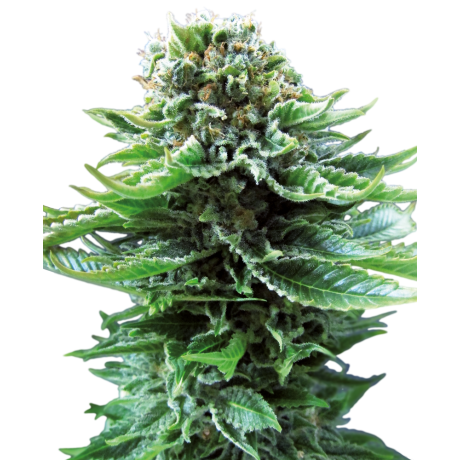 Sensi Seeds Northern Light Auto Feminizada
