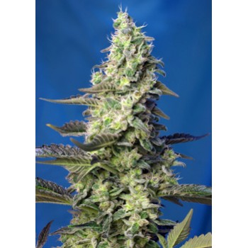 Sweet Seeds Green Poison XL...