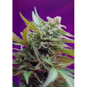 Sweet Seeds Black Jack Auto...