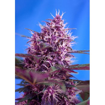 Sweet Seeds Red Poison Auto...