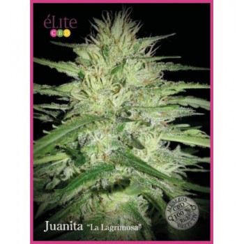 Elite Seeds Juanita la...
