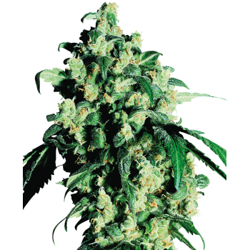 Sensi Seeds Super Skunk...