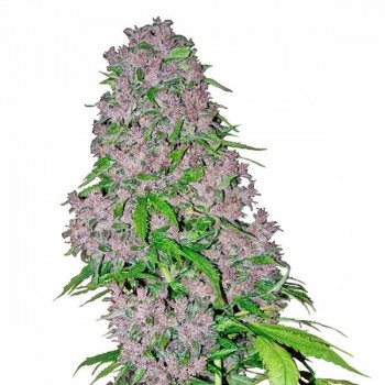 White Label Purple Bud...