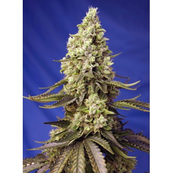 Sweet Seeds Runtz XL Auto...