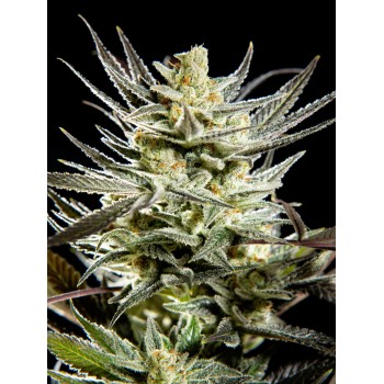 Philosopher Seeds Fruity...