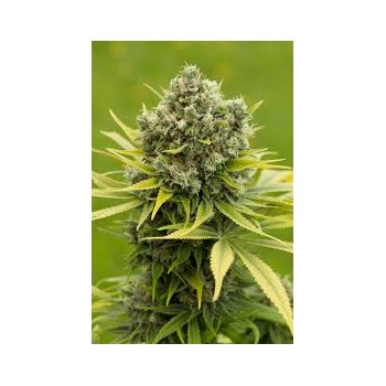 Dinafem Dinamed CBD Feminizada