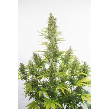 Dinafem Amnesia Auto CBD...