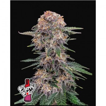 copy of Fast Bud Girl Scout...