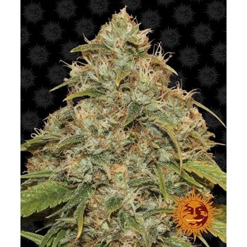 Barney's Farm CBD Lemon...